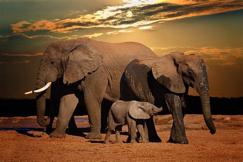elefante africano